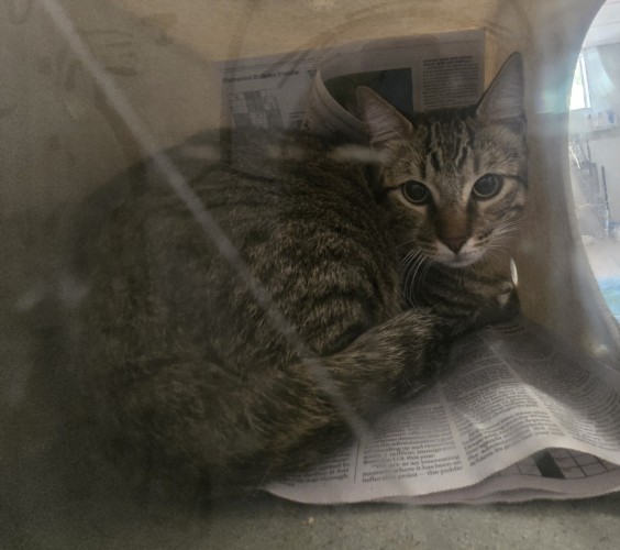 Shelter Stray Male Cat last seen , San Pedro, CA 90731