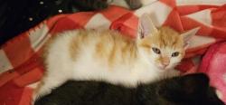 Shelter Stray Male Cat last seen CHARLOTTE, Charlotte, NC 28217