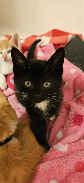 Shelter Stray Male Cat last seen CHARLOTTE, Charlotte, NC 28217
