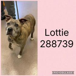 Shelter Stray Female Dog last seen NAPIER AVE, Macon, GA 31216