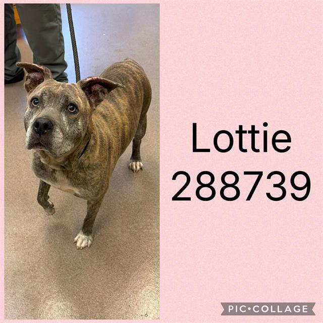 Shelter Stray Female Dog last seen NAPIER AVE, Macon, GA 31216