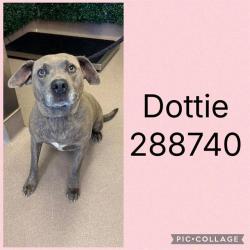 Shelter Stray Female Dog last seen NAPIER AVE, Macon, GA 31216