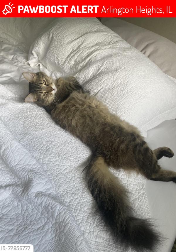 Lost Female Cat last seen Buffalo grove rd and burr oak, Arlington Heights, IL 60004