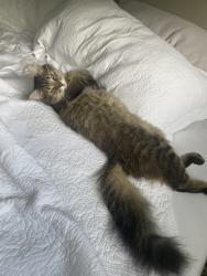 Lost Female Cat last seen Buffalo grove rd and burr oak, Arlington Heights, IL 60004