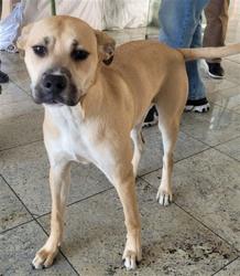 Shelter Stray Female Dog last seen , Los Angeles, CA 90031