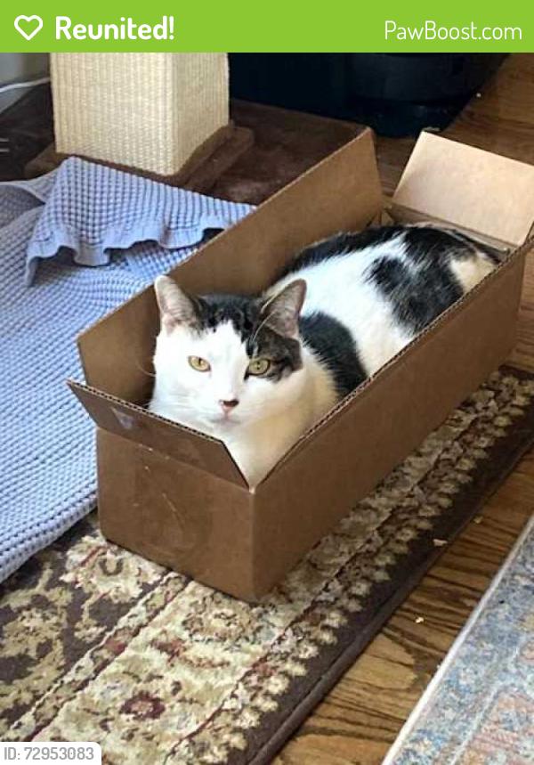 Reunited Male Cat last seen Fords Landing cndmniums, on the Potomac at the end of South Union Street. He may be walking along the river, Alexandria, VA 22314