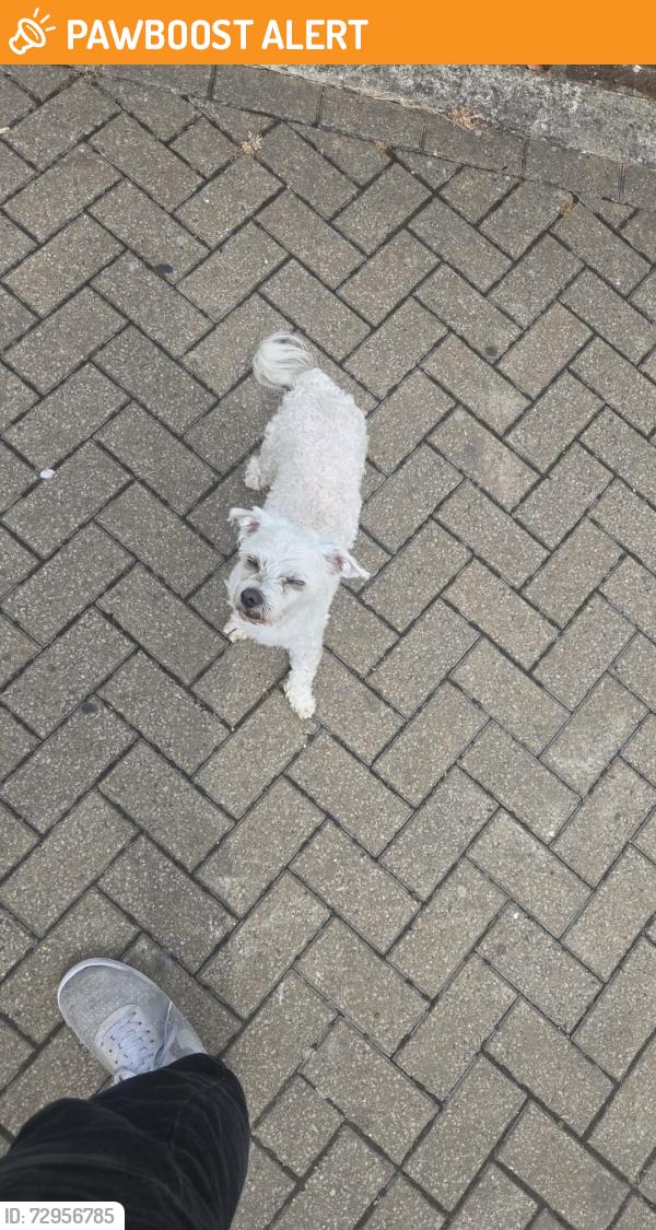 Found/Stray Male Dog last seen InPost Lockers Mollison Way, Greater London, England HA8 5QH