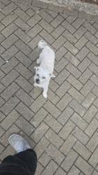 Found/Stray Male Dog last seen InPost Lockers Mollison Way, Greater London, England HA8 5QH