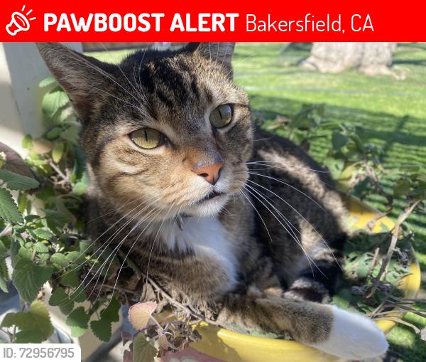 Lost Male Cat last seen Patton and  Cranbrook (near Norris and snow), Bakersfield, CA 93308