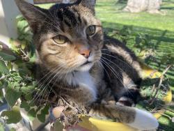 Lost Male Cat last seen Patton and  Cranbrook (near Norris and snow), Bakersfield, CA 93308