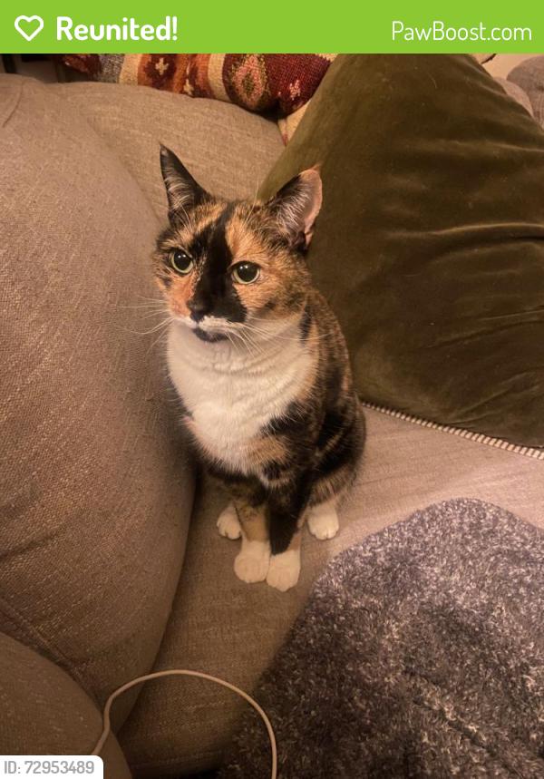 Reunited Female Cat last seen Pizza Roma Perry highway, Pittsburgh, PA 15237