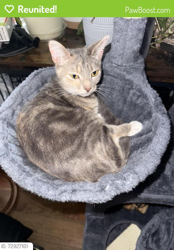 Reunited Female Cat last seen Country club road, Wilson, NC 27896