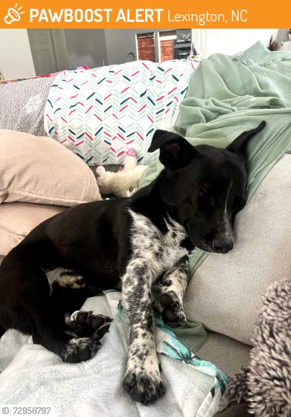 Found/Stray Male Dog last seen Forest Ridge Lane Lexington, NC, Lexington, NC 27292