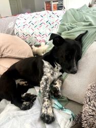 Found/Stray Male Dog last seen Forest Ridge Lane Lexington, NC, Lexington, NC 27292