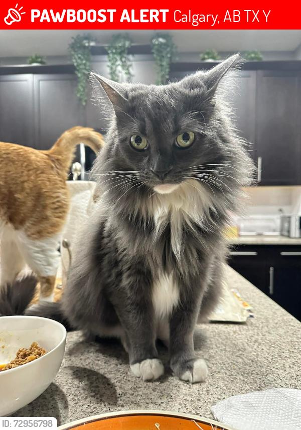 Lost Male Cat last seen Legacy Row SE Calgary, Calgary, AB T2X 1Y6