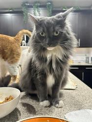 Lost Male Cat last seen Legacy Row SE Calgary, Calgary, AB T2X 1Y6