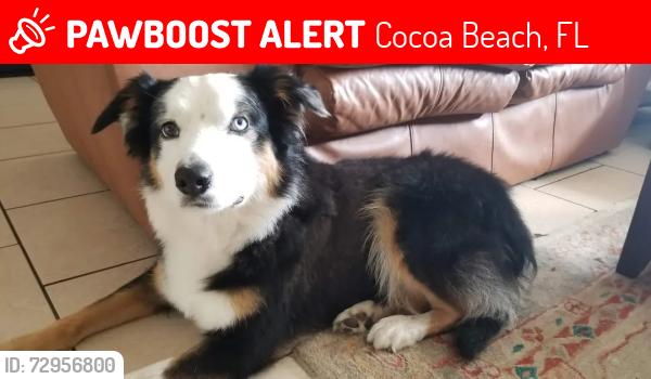 Lost Male Dog last seen Near W Suwannee ln, cocoa beach, Cocoa Beach, FL 32931
