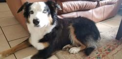 Lost Male Dog last seen Near W Suwannee ln, cocoa beach, Cocoa Beach, FL 32931