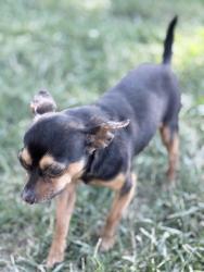 Reunited Male Dog last seen Ohio and Parks Ave Joliet, IL 60432, Joliet, IL 60432