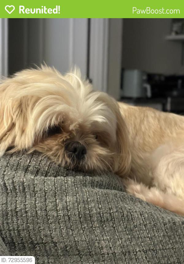 Reunited Female Dog last seen Miramar Lake, Tomball, TX 77375