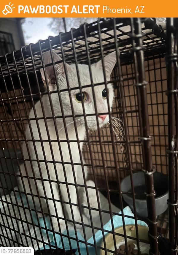 Found/Stray Male Cat last seen N 15th Avenue and W Palm Lane, Phoenix, AZ 85007