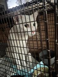 Found/Stray Male Cat last seen N 15th Avenue and W Palm Lane, Phoenix, AZ 85007