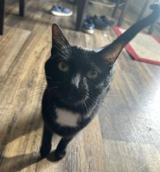 Lost Female Cat last seen Sunnyview Drive/Vaughn Summit Road, Rileyville, VA 22650