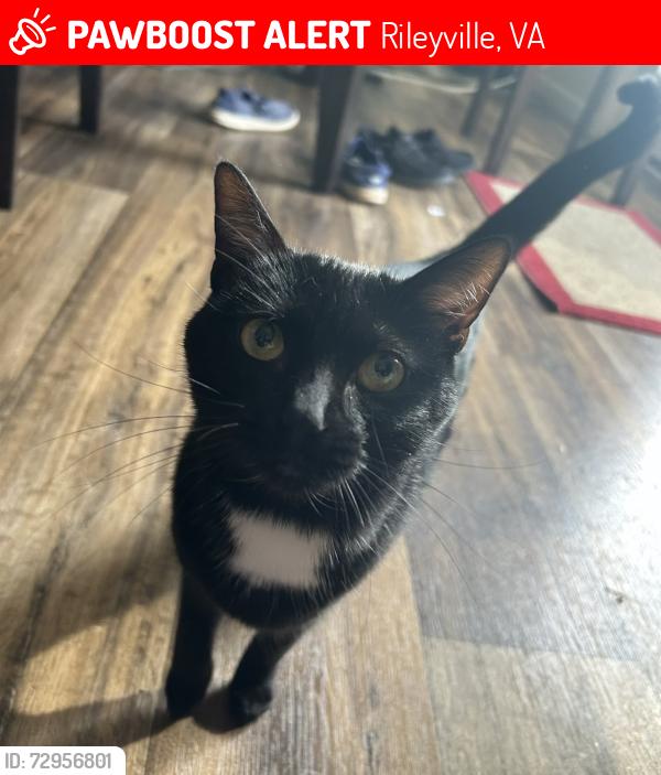 Lost Female Cat last seen Sunnyview Drive/Vaughn Summit Road, Rileyville, VA 22650