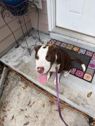 Lost Male Dog last seen Argyle , Jacksonville, FL 32244