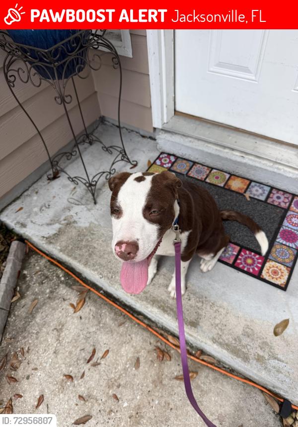 Lost Male Dog last seen Argyle , Jacksonville, FL 32244