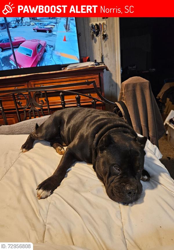 Lost Male Dog last seen Hey 93, Norris, SC 29630