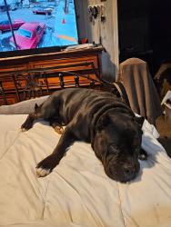 Lost Male Dog last seen Hey 93, Norris, SC 29630