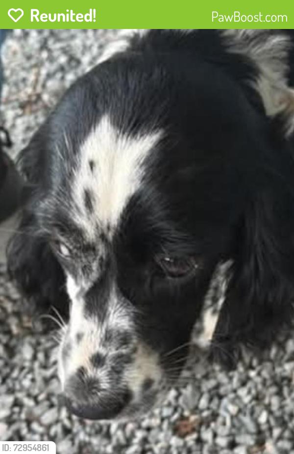 Reunited Female Dog last seen Dupont state forest , Dupont Rd, NC 28739