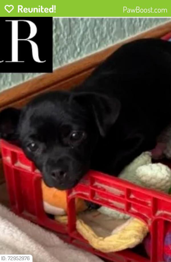 Reunited Female Dog last seen Coolwater Circle @ 740, Forney, TX 75126