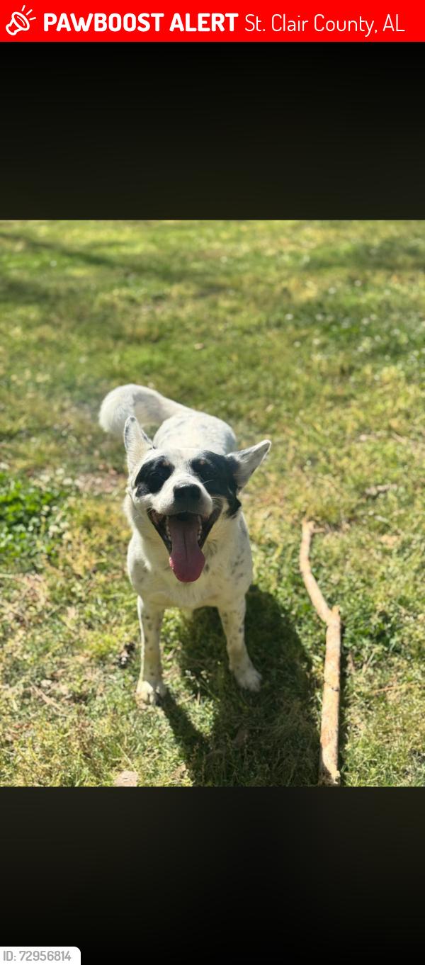 Lost Male Dog last seen Na, St. Clair County, AL 35125