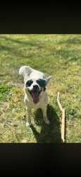 Lost Male Dog last seen Na, St. Clair County, AL 35125