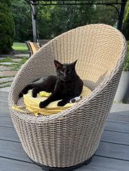Lost Male Cat last seen Near Brandsteade Ct, Hempsteade Drive, Union, KY 41091
