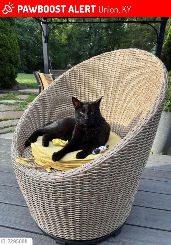 Lost Male Cat last seen Near Brandsteade Ct, Hempsteade Drive, Union, KY 41091