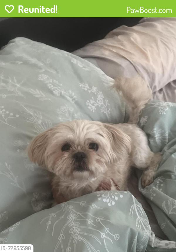 Reunited Female Dog last seen Dowdell Rd/Miramar Bend Dr, Tomball, TX 77375
