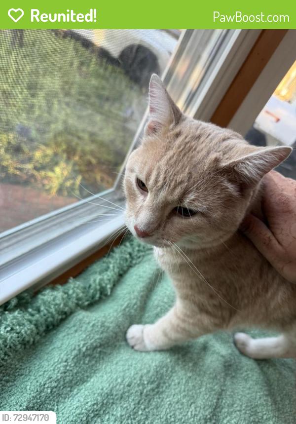 Reunited Male Cat last seen Near W Ann Arbor trail and Lilley rd railroad crossing , Plymouth, MI 48170