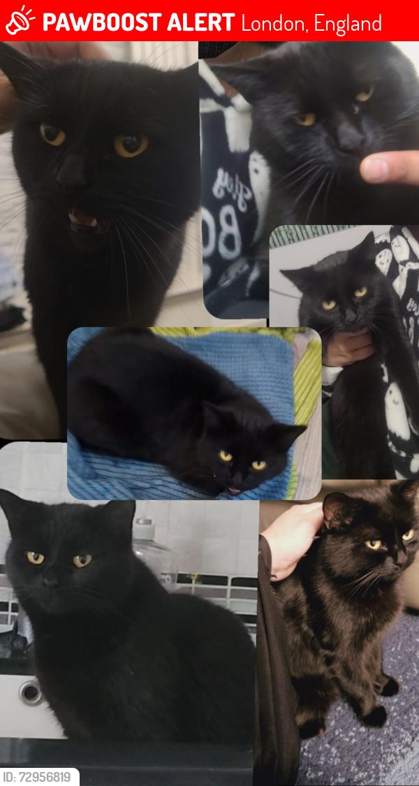 Lost Male Cat last seen Newham, London, England 