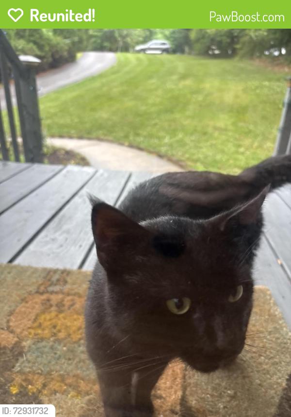 Reunited Male Cat last seen Michaux View Creek Neighborhood, Midlothian, VA 23113