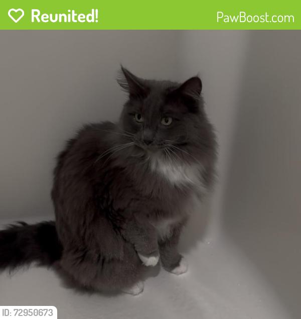 Reunited Male Cat last seen 2nd Ave NW and 137th St NW, Seattle, WA 98177