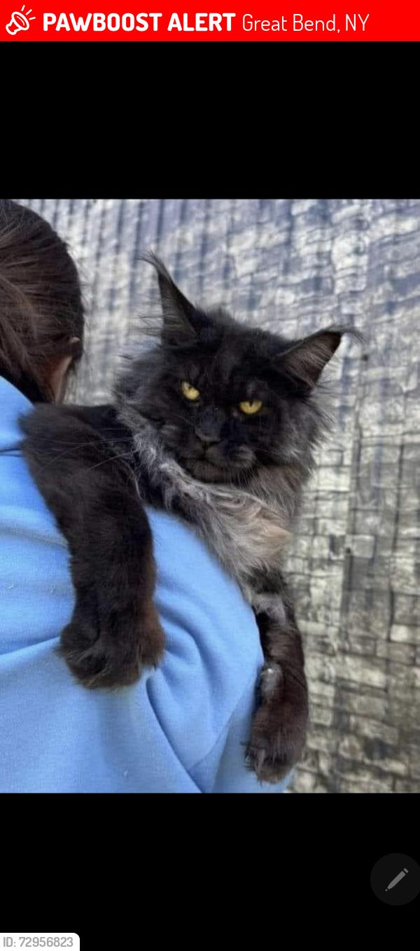 Lost Male Cat last seen Stewarts Great Bend N.Y, Great Bend, NY 13619