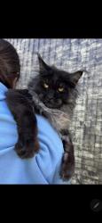 Lost Male Cat last seen Stewarts Great Bend N.Y, Great Bend, NY 13619