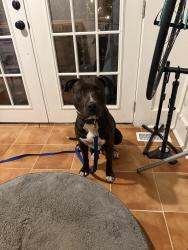 Found/Stray Male Dog last seen Glen Iris Park, Birmingham, AL 35205