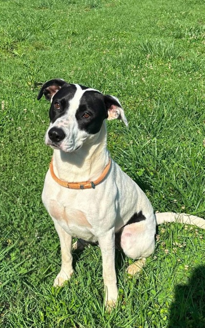 Shelter Stray Male Dog last seen Near WALHALLA HWY SIX MILE, SC 29682, PICKENS COUNTY, SC, Pickens, SC 29671
