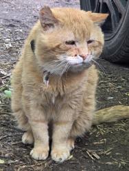 Found/Stray Unknown Cat last seen Between Rue Clark and St Urbain, Montréal, QC H2X 2S2