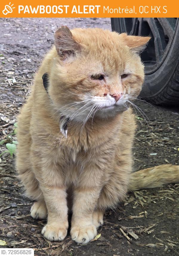 Found/Stray Unknown Cat last seen Between Rue Clark and St Urbain, Montréal, QC H2X 2S2