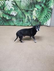 Shelter Stray Male Dog last seen Near N McDuffie St, 29621, Anderson City, SC, Anderson, SC 29622